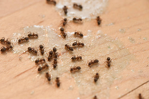Best Cockroach Control Services  in Pinehurst, NC