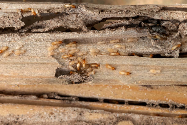 Best Wasp Removal Services  in Pinehurst, NC